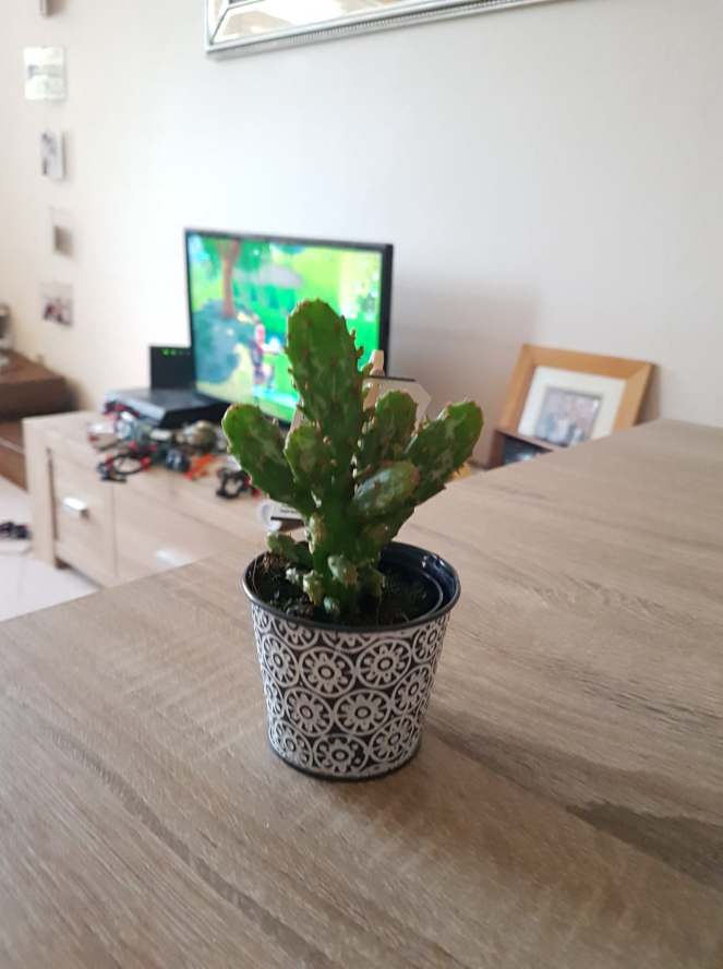 44306306_2450345305006410_7461542861096353792_n